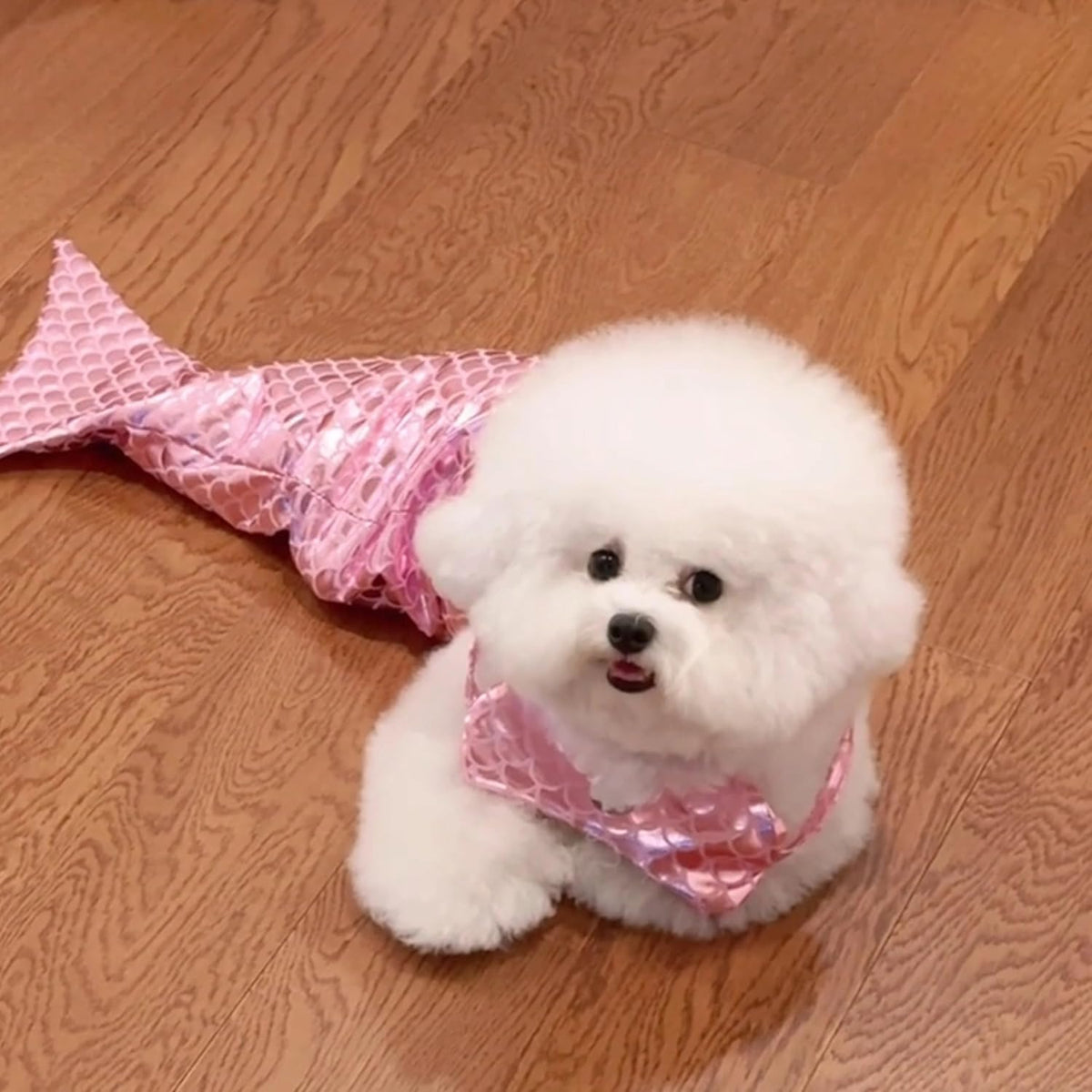 Cat & Dog Mermaid Costume