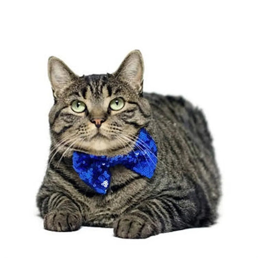 Birthday Bow Tie & Hat for Cats & Dogs